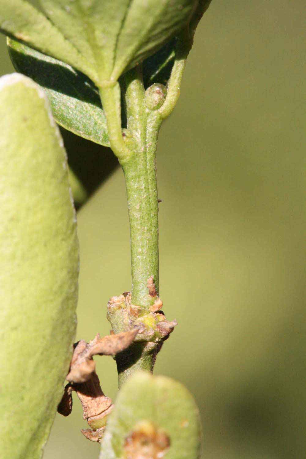            First year twig (Riverside, CA)   